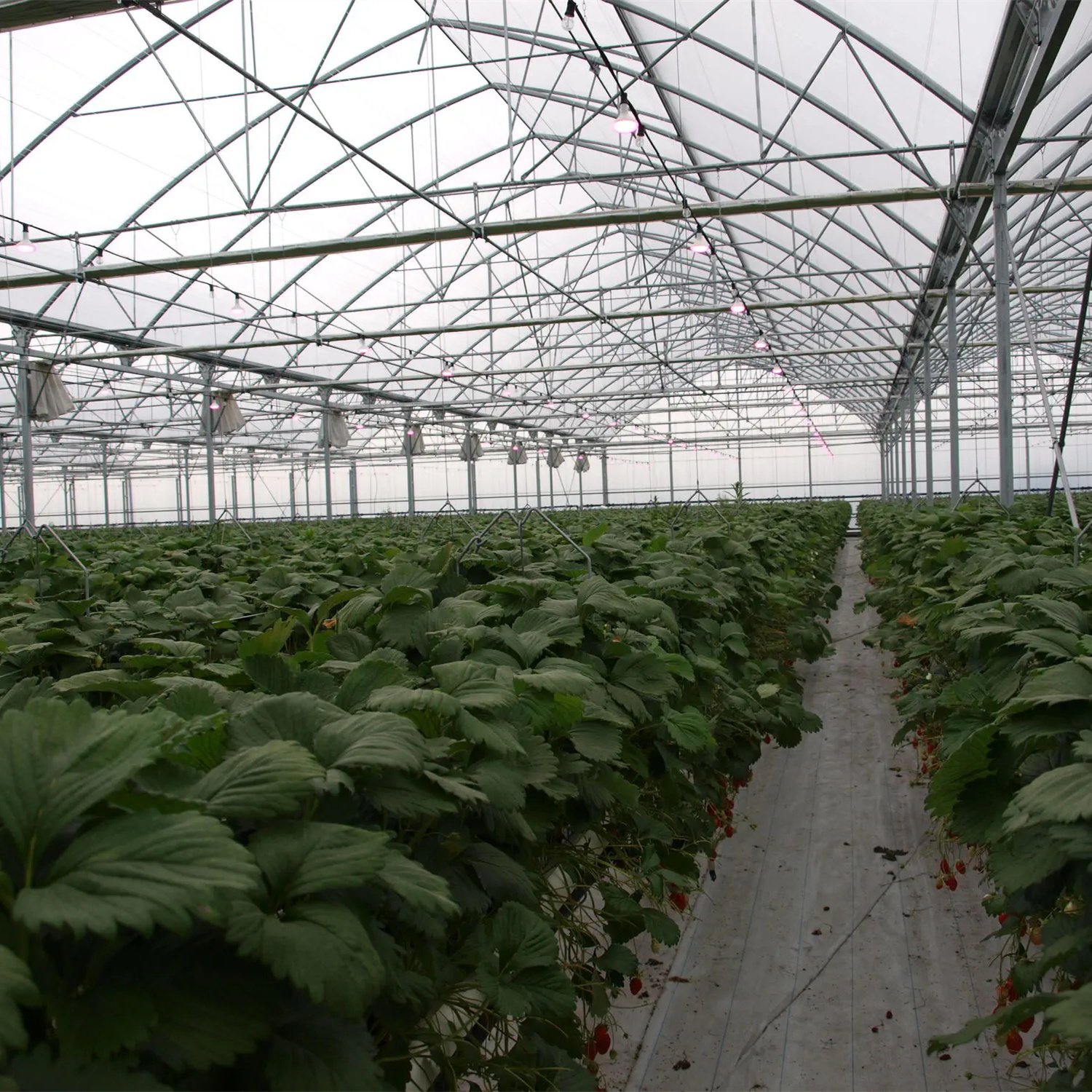 Tomato Commercial Greenhouse Hydroponic System Multis-pan Agriculture Greenhouse With Climate Control Systems