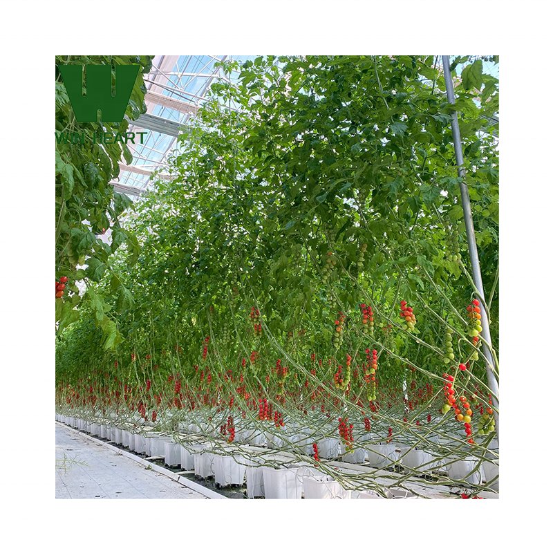 Serre Agricole greenhouse Agricultural Farm greenhouses For Lettuce