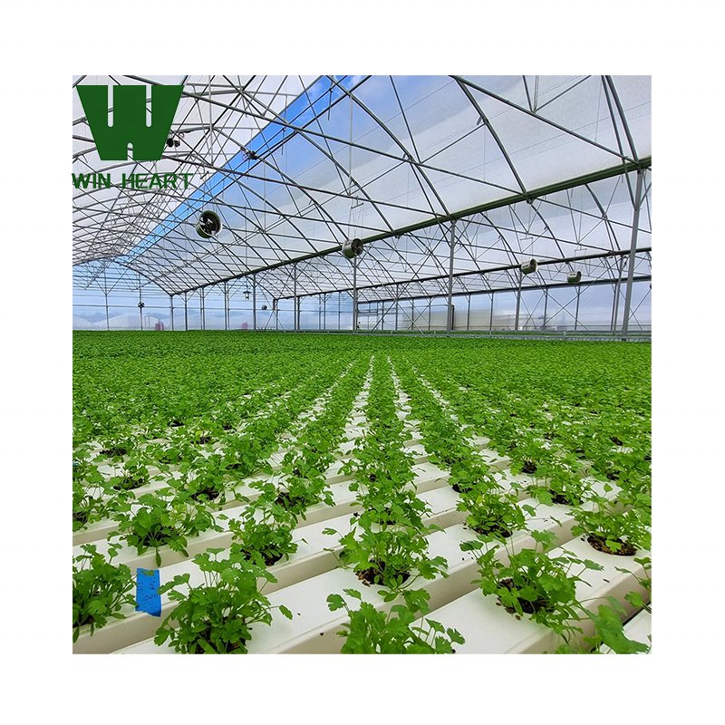 Serre Agricole greenhouse Agricultural Farm greenhouses For Lettuce