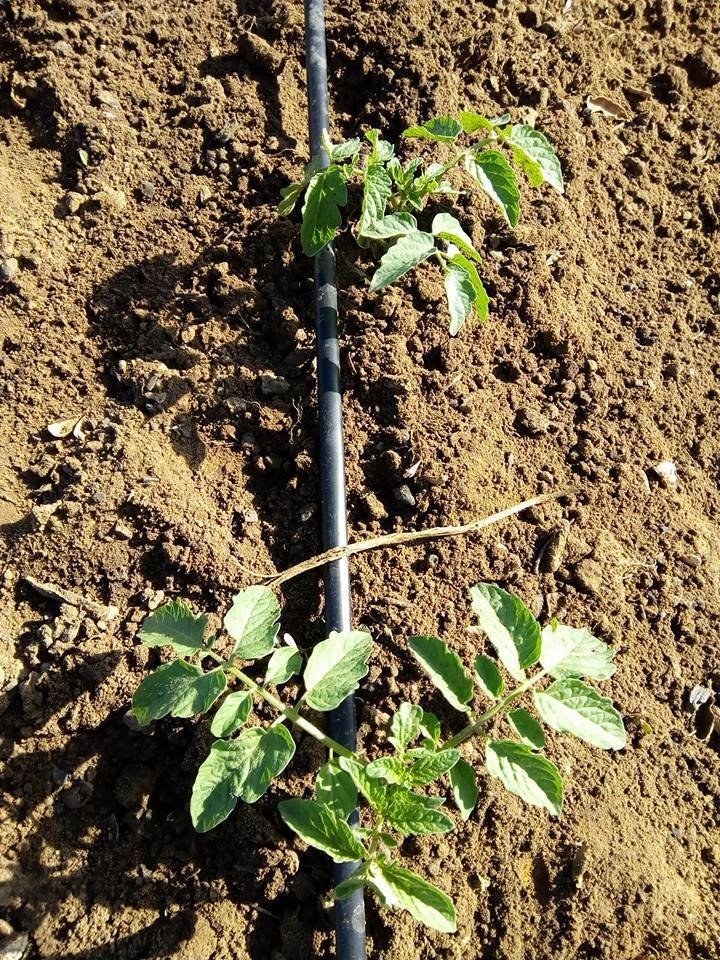 drip tape with inner flat emitter dripper for plants drip tapes for irrigation with uniform drip irrigation for greenhouse