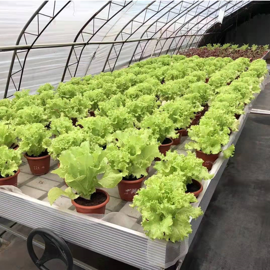 Seedling/Nursery bed/bench for greenhouse