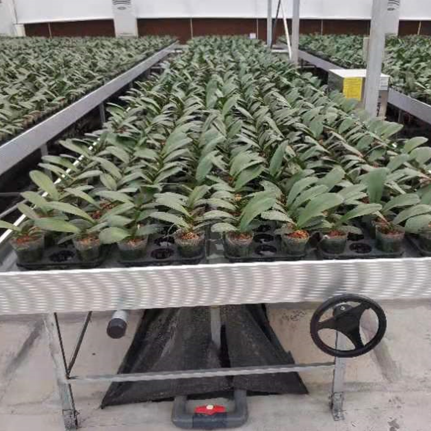 Seedling/Nursery bed/bench for greenhouse