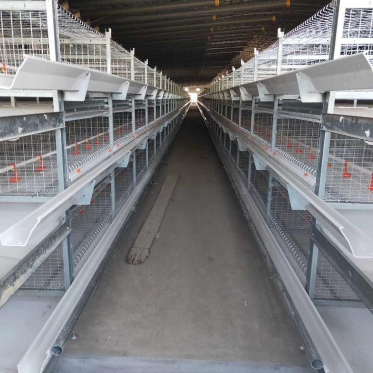 Full automatic poultry layer cage systems with agricultural greenhouse equipment poultry battery