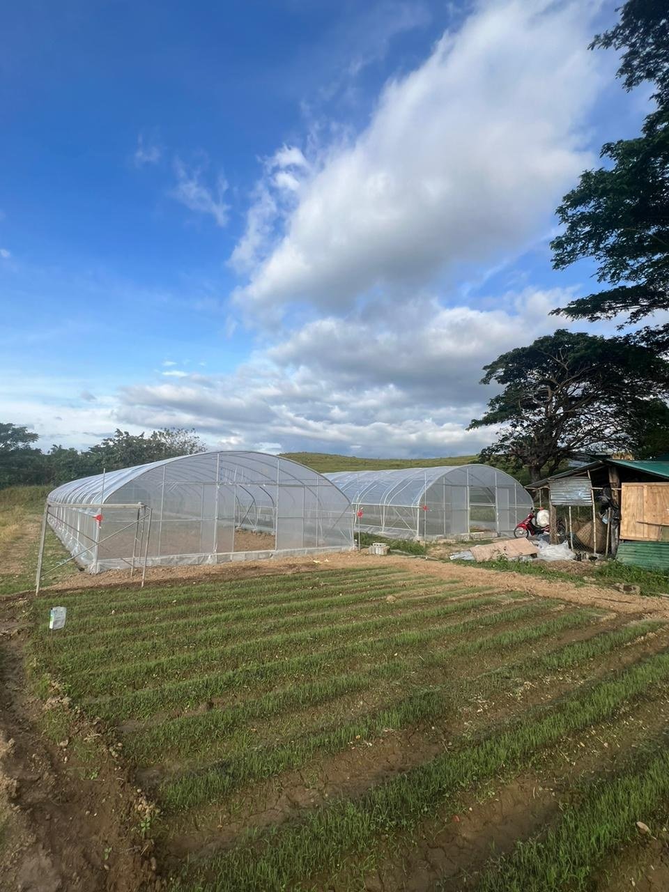 commercial green houses agriculture greenhouse