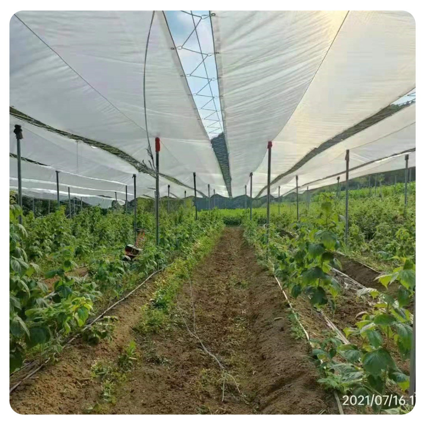 Clear Greenhouse Plastic Sheeting 6 mil 4 Year UV Resistant Greenhouse Film Hoop Green House Rain Cover For Orchard vineyard