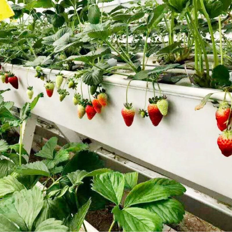 Strawberry hydroponic growing system growing gutter with high quality for sale