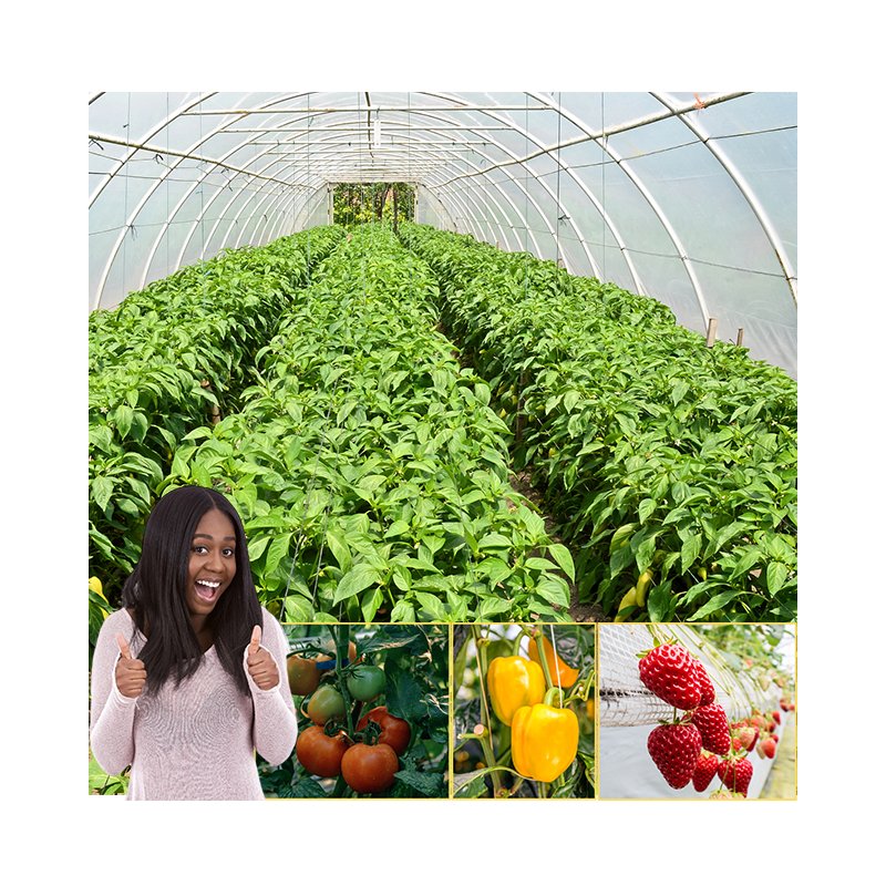 Cucumber agriculture greenhouse farming with irrigation system and crop bars