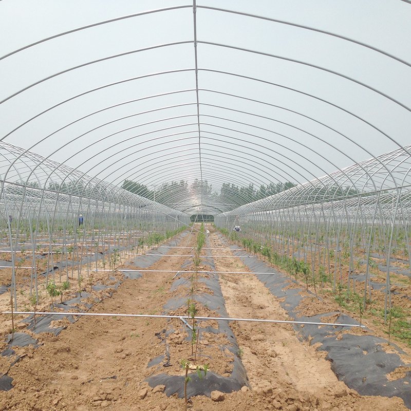 Large Size Film Plastic Shed Large Size High Tunnel Agricultural Greenhouse for Tomato Large Green within 30 Days After Payment