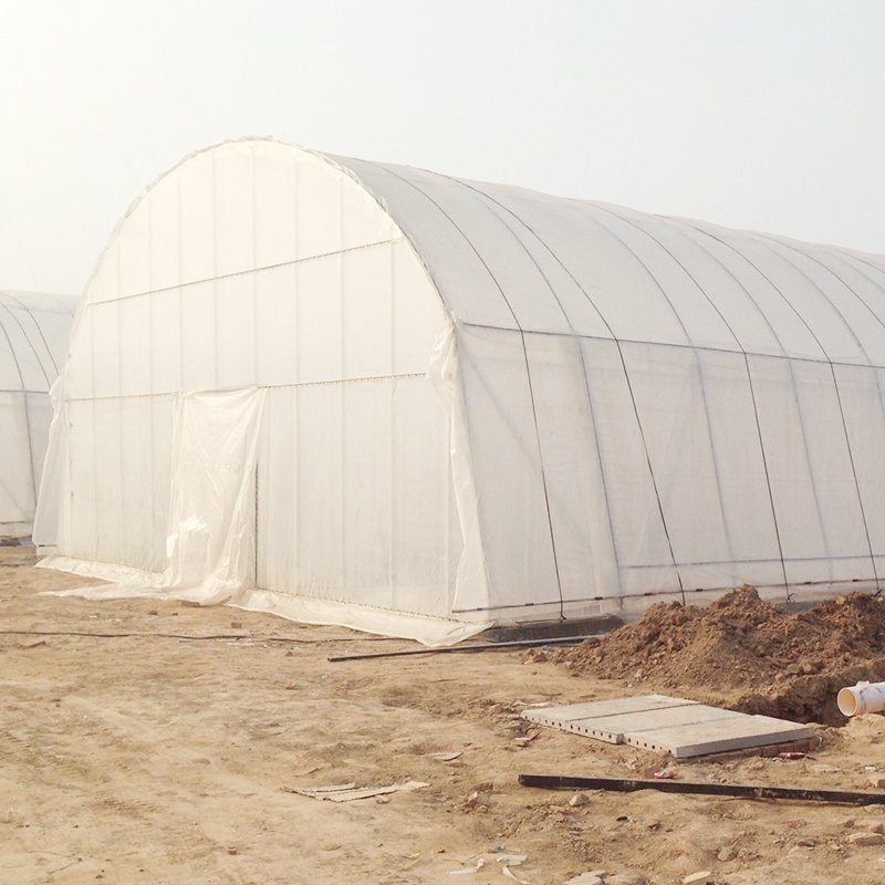 Large Size Film Plastic Shed Large Size High Tunnel Agricultural Greenhouse for Tomato Large Green within 30 Days After Payment