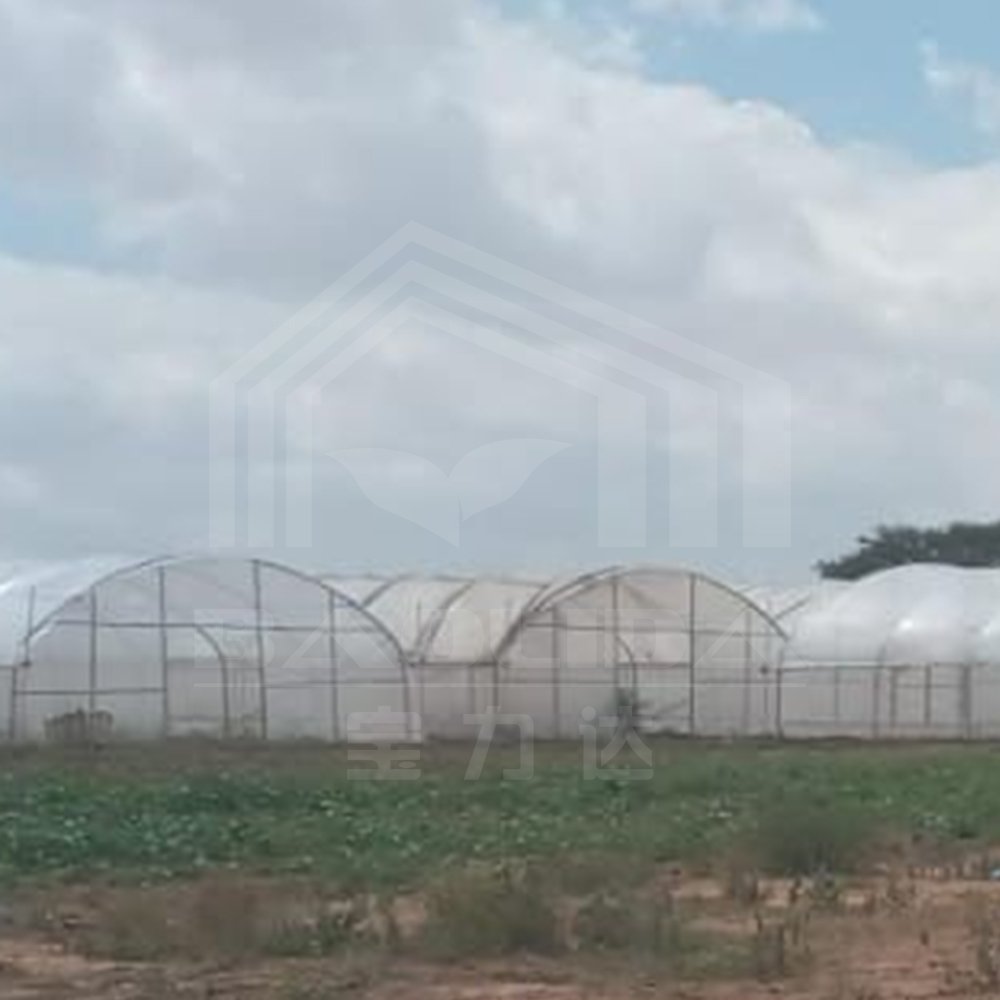 Baolida Cheap Single span Poly Tunnel Agriculture Vegetable High Tunnel Commercial Green House Greenhouse Made In China