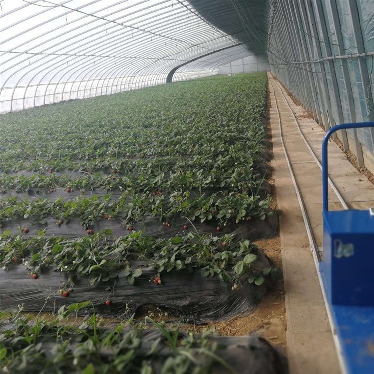 Greenhouse Thermal Insulation Curtain Heating System Energy Solar Passive Greenhouse With Clay Back Wall
