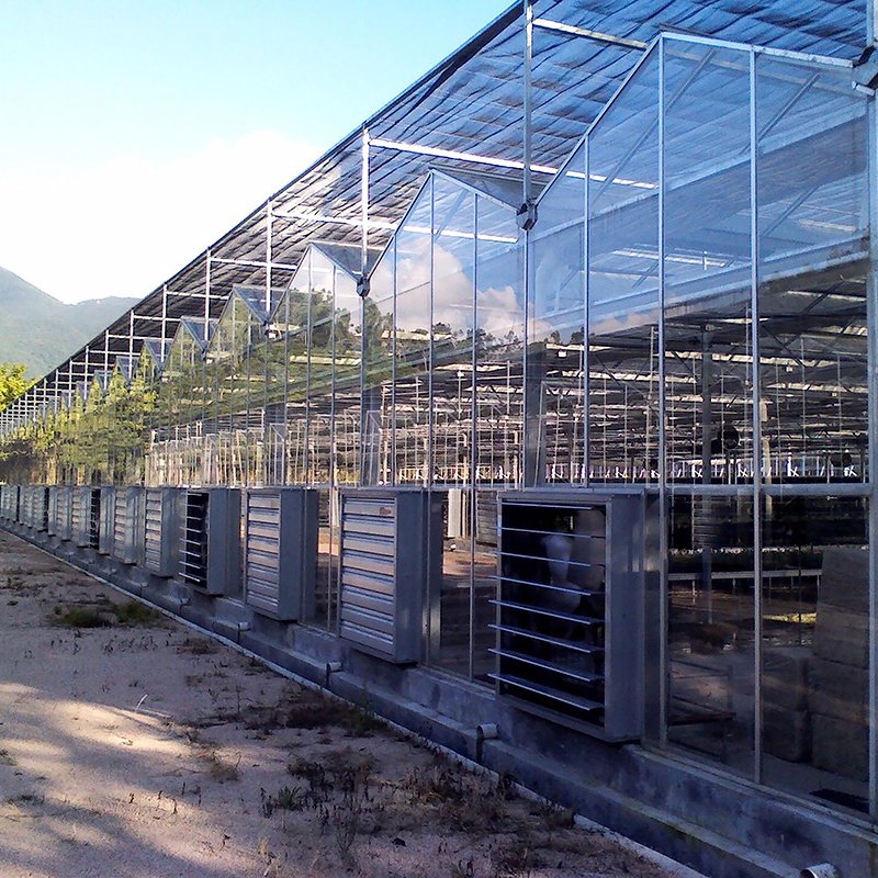 Multi-span Glass Greenhouse With Hydroponic System For Vegetable Farming
