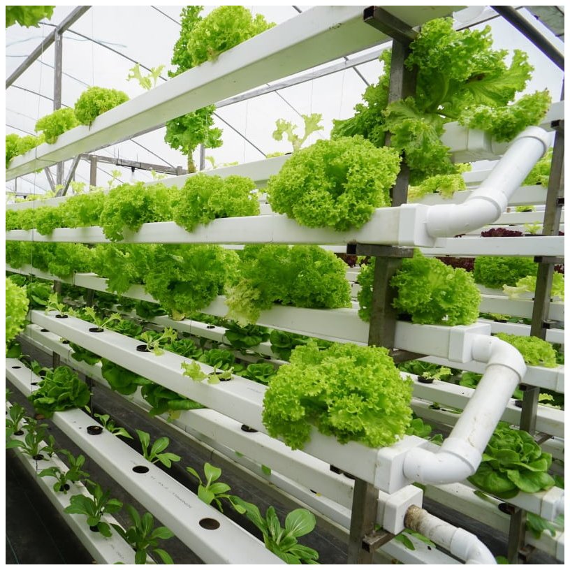 Multi-span Glass Greenhouse With Hydroponic System For Vegetable Farming