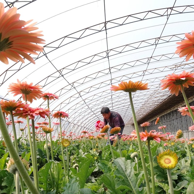 Home Garden Green House Agricultural Greenhouse Manufacturing Back Yard Greenhouse Flower Greenhouse