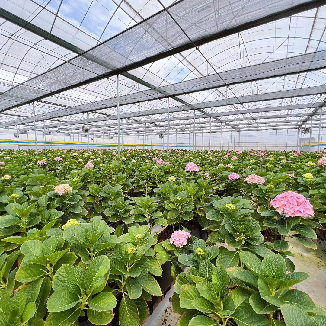Custom High Quality Flower Planting Shed Multispan Garden Plastic Agricultural Greenhouse tunnel Greenhouse price
