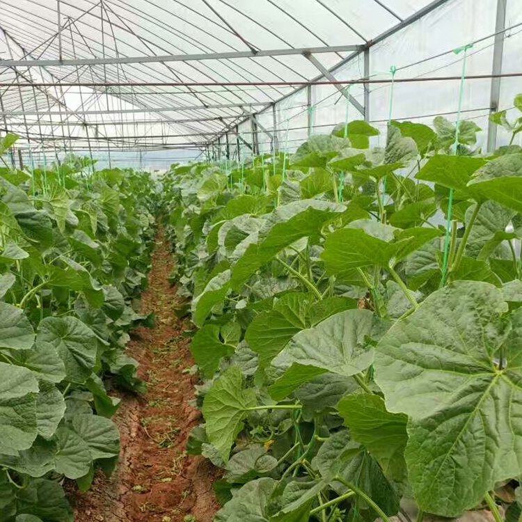 China Supplier Large Greenhouse Plastic Shed High Quality Agricultural Film with Excellent Service