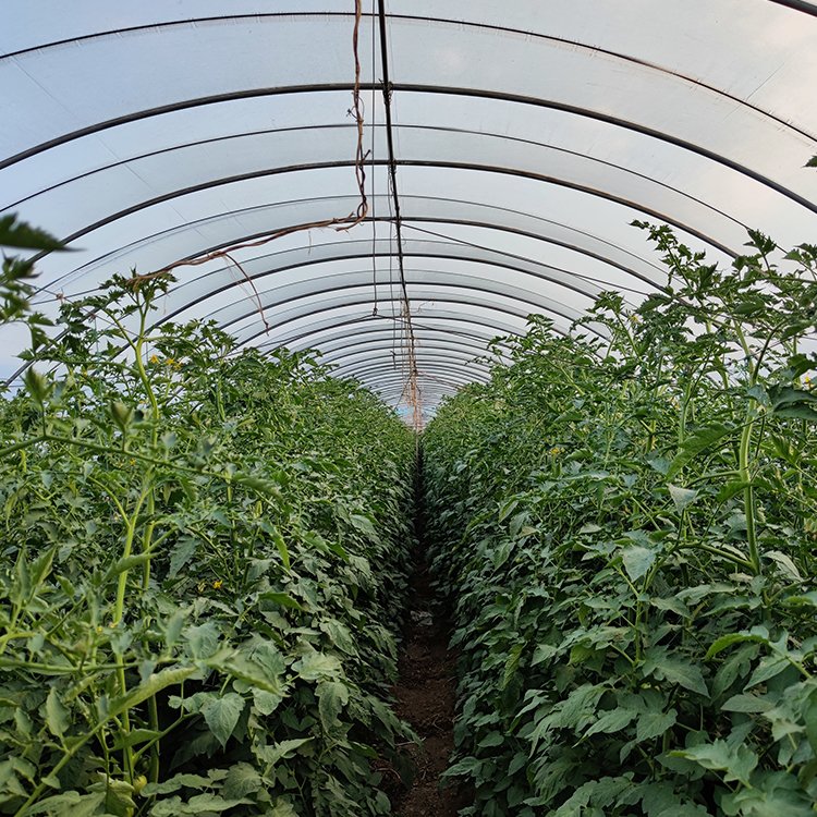 China Supplier Large Greenhouse Plastic Shed High Quality Agricultural Film with Excellent Service