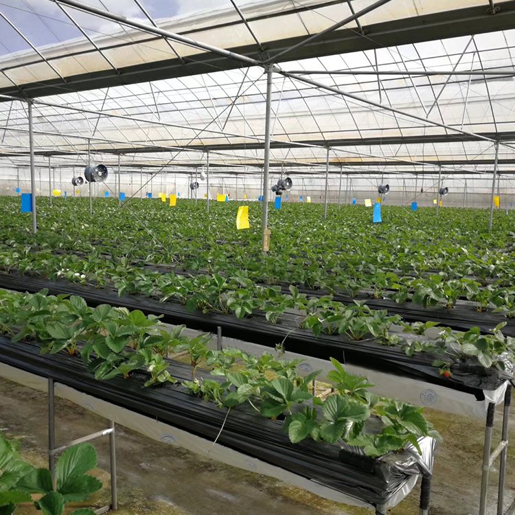 China Supplier Large Greenhouse Plastic Shed High Quality Agricultural Film with Excellent Service