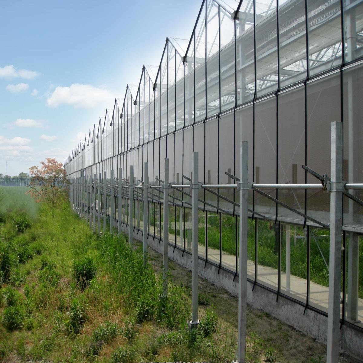 Multi-span Green House Agricultural Glass Greenhouse With Hydroponics System For Vegetables Growing