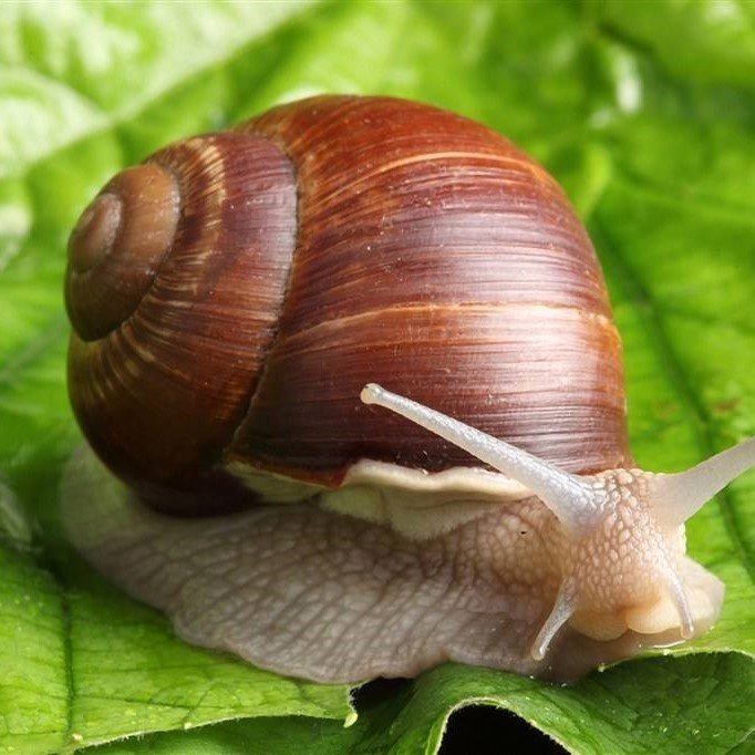 Snail Farming Packaging Greenhouse Agricultural