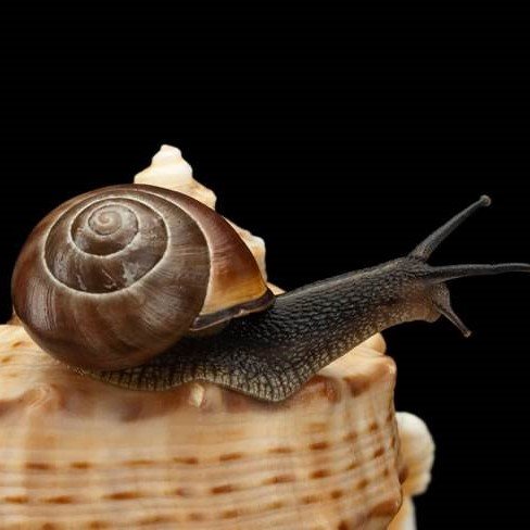 Snail Farming Packaging Greenhouse Agricultural