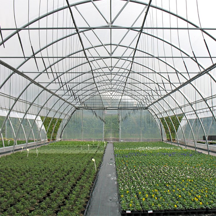 Cheapest easily assembled single layer greenhouse tomatoes agricultural portable tunnel greenhouse for sale
