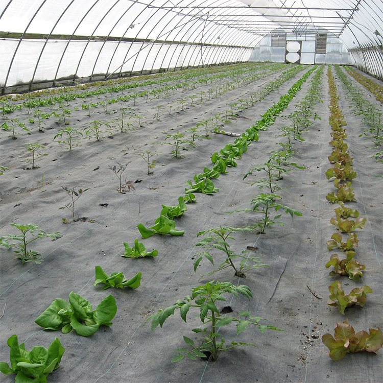Cheapest easily assembled single layer greenhouse tomatoes agricultural portable tunnel greenhouse for sale