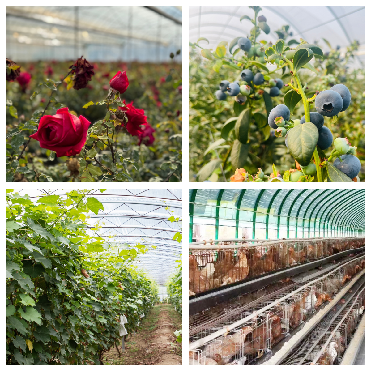1 Set 8x30m 30x70mm oval Pipe PO Film Plastic Green House Single Tunnel Agricultural Greenhouse Hoop House