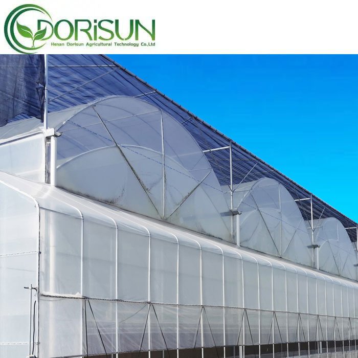 Commercial agricultural multi-span greenhouse with hydroponic system for tomatoes