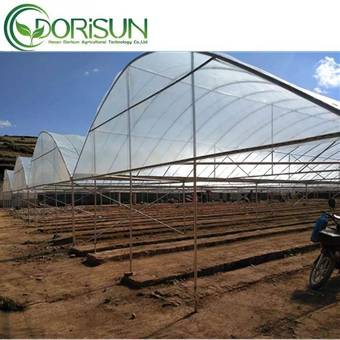 Commercial agricultural multi-span greenhouse with hydroponic system for tomatoes