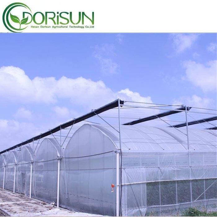 Commercial agricultural multi-span greenhouse with hydroponic system for tomatoes