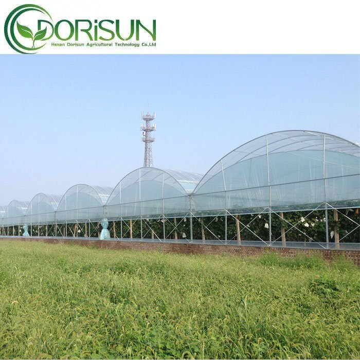 Commercial agricultural multi-span greenhouse with hydroponic system for tomatoes