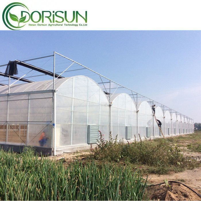 Commercial agricultural multi-span greenhouse with hydroponic system for tomatoes