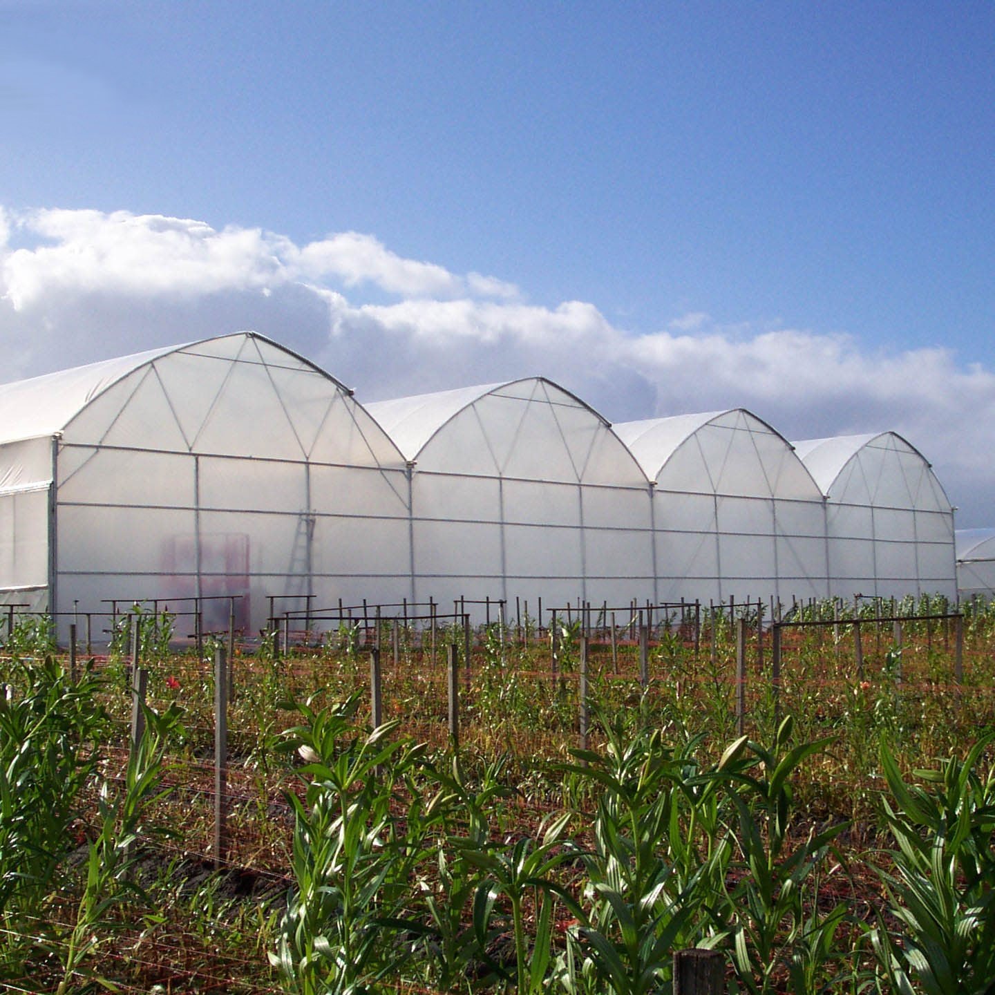 Greenhouse Construction Plastic Film Greenhouse (108*36M) Galvanized Steel Frame Greenhouse For Agriculture