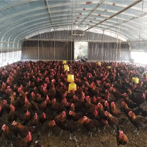 Farming animal husbandry green house pig/sheep/chicken greenhouse plastic poultry farm breeding greenhouses