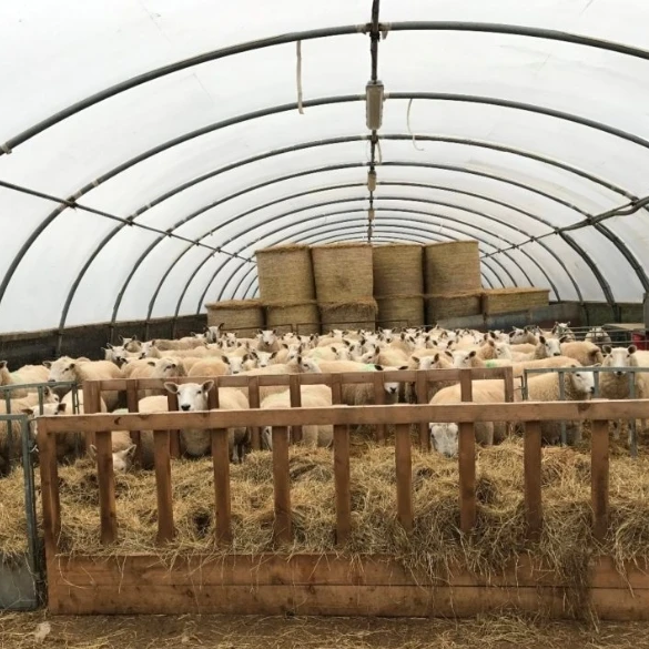 Farming animal husbandry green house pig/sheep/chicken greenhouse plastic poultry farm breeding greenhouses