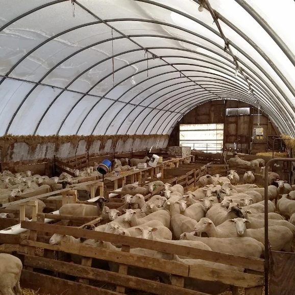 Farming animal husbandry green house pig/sheep/chicken greenhouse plastic poultry farm breeding greenhouses