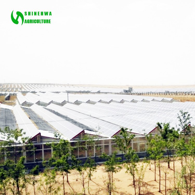 Commercial modern electric power solar energy greenhouse for agriculture