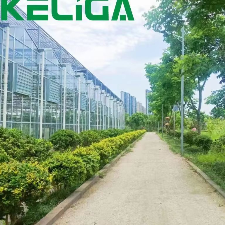 Agricultural Greenhouse Venlo Glass Agricultural Green house shade green house for plants/vegetable/flowers