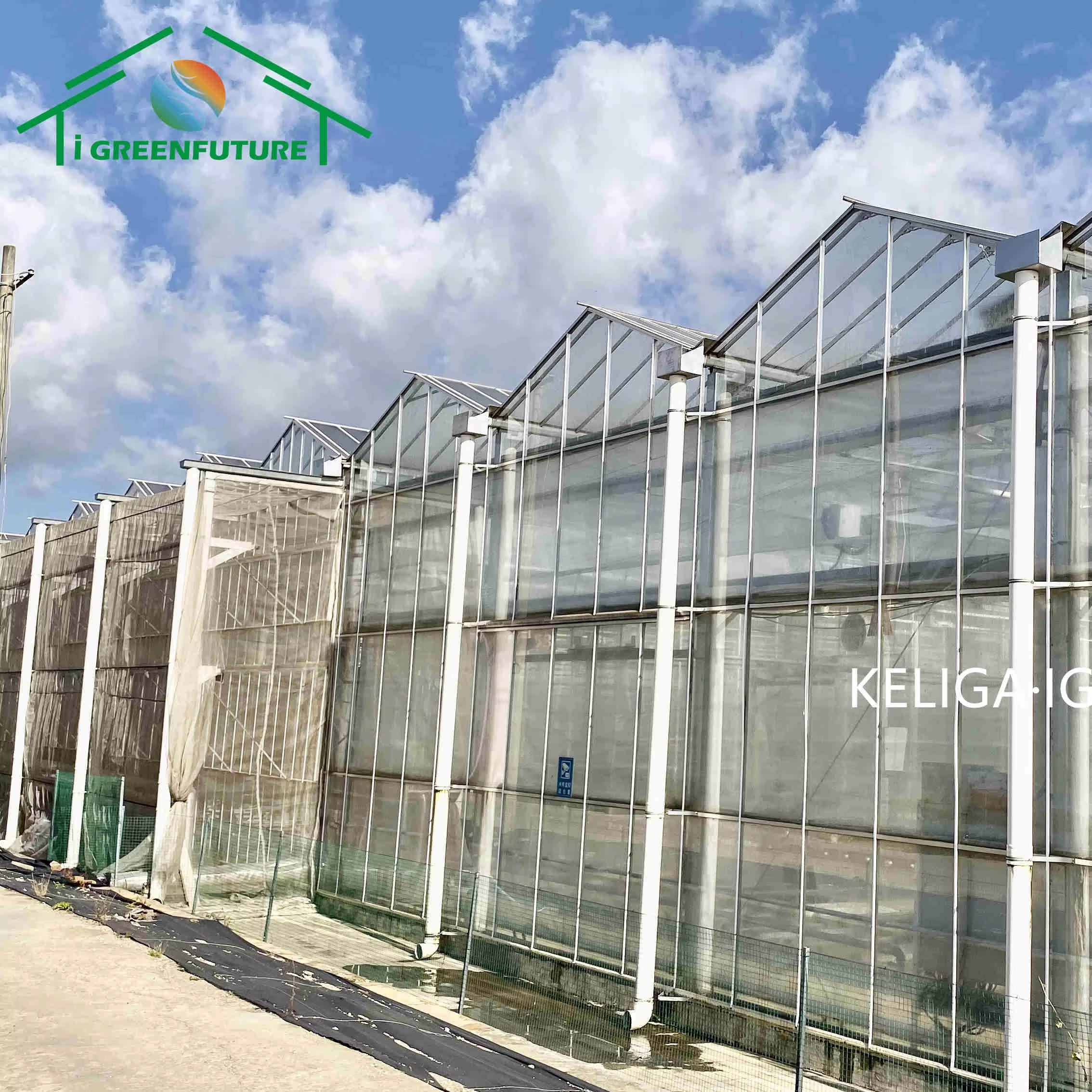 Agricultural Greenhouse Venlo Glass Agricultural Green house shade green house for plants/vegetable/flowers