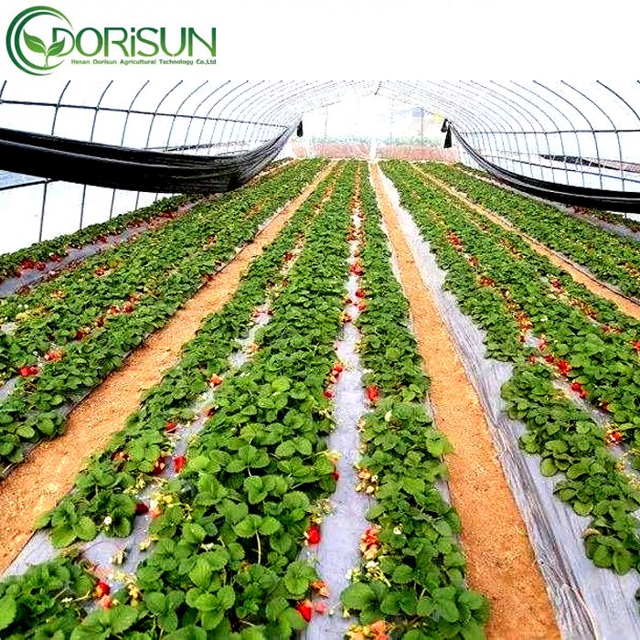 PE Film Covering Single Span Greenhouse Agricultural Greenhouse For Plant And Flower Seedling Cultivation