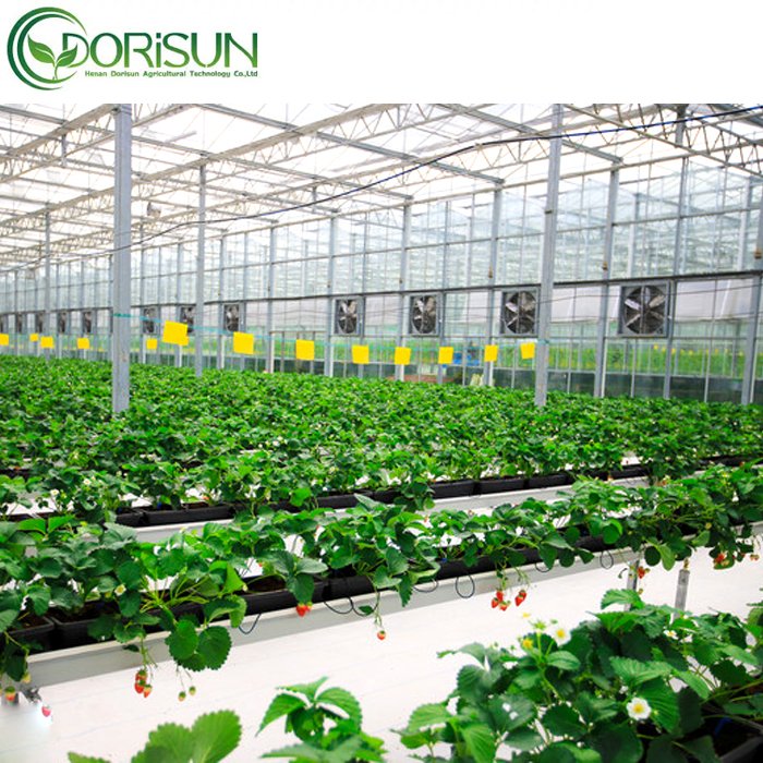 PE Film Covering Single Span Greenhouse Agricultural Greenhouse For Plant And Flower Seedling Cultivation