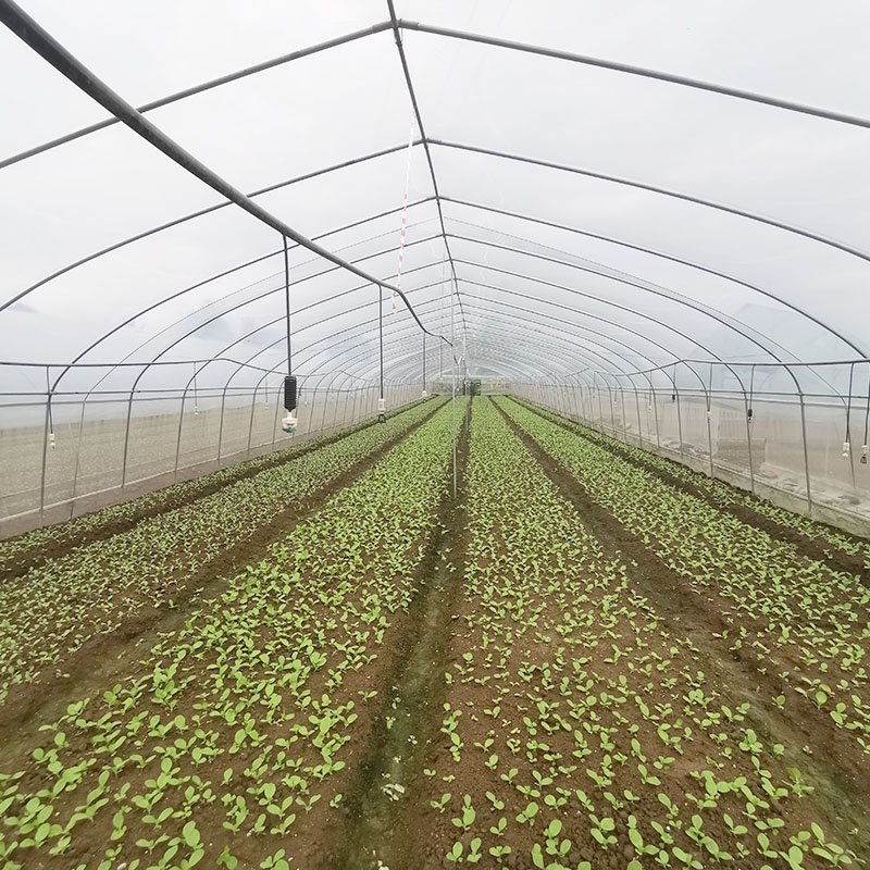 Fruits Planting Strawberry Greenhouse Turnkey Project Poly Film Arch Tunnel Arch Plastic Film Strawberry Greenhouse