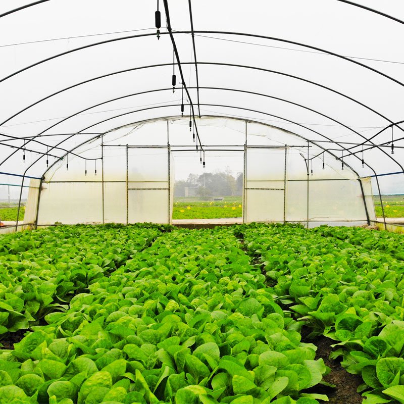 Low Cost Polytunnel Agricultural Custom Single-span Tomato Growing Plastic Film Shed Greenhouse serre agricole
