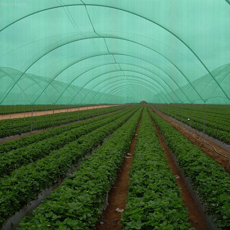 Pe Material Greenhouse Equipment Cheap Shade Net