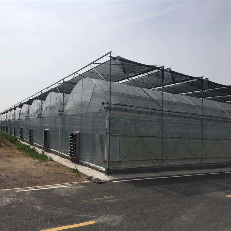 Agricultural Greenhouses Hydroponics Growing Vegetables Multi-span Plastic Film Tunnel Greenhouse Invernadero