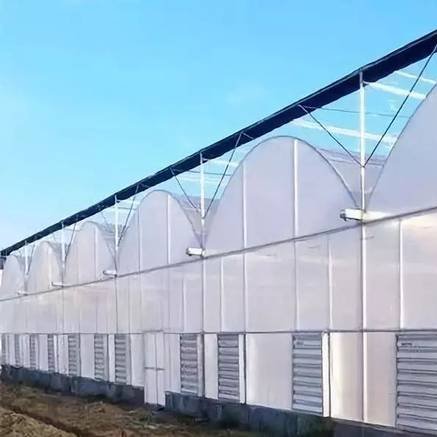 Agricultural Greenhouses Hydroponics Growing Vegetables Multi-span Plastic Film Tunnel Greenhouse Invernadero