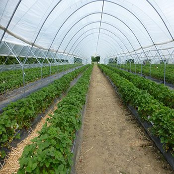 Agricultural Greenhouses Hydroponics Growing Vegetables Multi-span Plastic Film Tunnel Greenhouse Invernadero