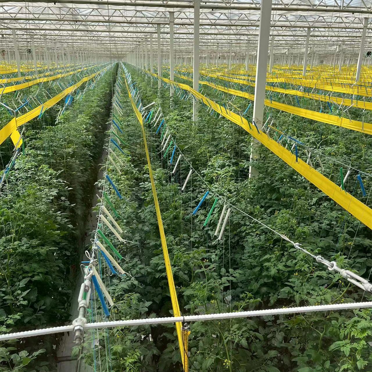 Large Agricultural Greenhouse Window Glass Multi span Greenhouse