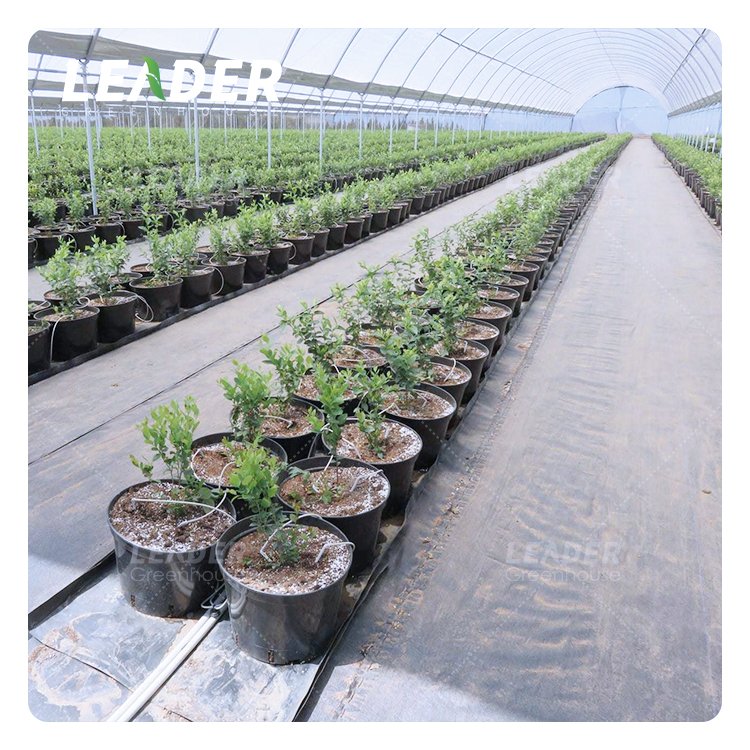 Professional Australia Greenhouses Supplier For Agricultural Blueberry Strawberry Farming Tunnel Greenhouse